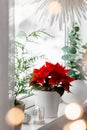 White cozy window arrangement, winter christmas concept, red poinsettia flower, lights Royalty Free Stock Photo