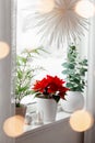 White cozy window arrangement, winter christmas concept, red poinsettia flower, lights Royalty Free Stock Photo