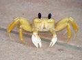 White Crab