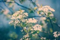 White Crab Apple Tree Flowers - Retro