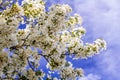 White Crab Apple Trees in Spring Bloom