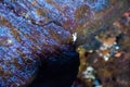 White crab in Jameos del Agua cave