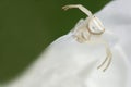 White crab spider 1