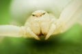 Extreme closeup and portrait of a white crab spider