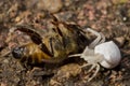 White Crab spider caught a bee