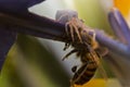 White crab spider caught a bee