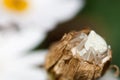 White Crab spider