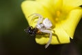 White crab spider feeding on Cape bee