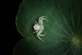 White crab spider on green leaf Royalty Free Stock Photo