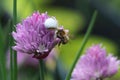 white crab spider with her prey on a purple chives flower Royalty Free Stock Photo