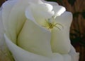 White Crab Spider Hunting on a White Rose