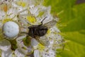 White crab spider Misumen vatia and its insect prey ount. On a white spirea flower. Royalty Free Stock Photo