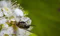 White crab spider Misumen vatia and its insect prey ount. On a white spirea flower. Royalty Free Stock Photo