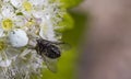 White crab spider Misumen vatia and its insect prey ount. On a white spirea flower. Royalty Free Stock Photo