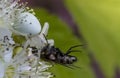 White crab spider Misumen vatia and its insect prey ount. On a white spirea flower. Royalty Free Stock Photo