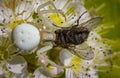 White crab spider Misumen vatia and its insect prey ount. On a white spirea flower. Royalty Free Stock Photo