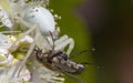 White crab spider Misumen vatia and its insect prey ount. On a white spirea flower. Royalty Free Stock Photo