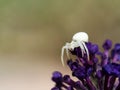 White Crab spider, Misumena vatia on deep purple flowers of Butterfly Bush ie Buddleia davidii. Royalty Free Stock Photo