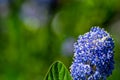 White crab spider, Misumena vatia, hiding inside the purple flowers of the garden shrub Californian Lilac, ceanothus thyrsiflorus Royalty Free Stock Photo