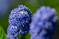 White crab spider, Misumena vatia, hiding inside the purple flowers of the Californian Lilac, ceanothus thyrsiflorus Royalty Free Stock Photo