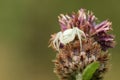 A white Crab Spider Misumena vatia perched on a flower waiting for its prey to land on the flower and nectar. Royalty Free Stock Photo