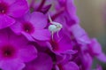 White crab spider Misumena vatia