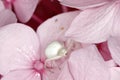 A white crab spider, a Misumena vatia, sits between the blossoms of a pink hydrangea Royalty Free Stock Photo