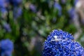 White crab spider, Misumena vatia, waiting on the purple flowers of the garden shrub Californian Lilac, ceanothus thyrsiflorus Royalty Free Stock Photo