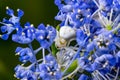 White crab spider, Misumena vatia, waiting inside the purple flowers of the garden shrub Californian Lilac, ceanothus thyrsiflorus Royalty Free Stock Photo