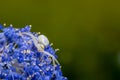 White crab spider, Misumena vatia, waiting inside the purple flowers of the garden shrub Californian Lilac, ceanothus thyrsiflorus Royalty Free Stock Photo