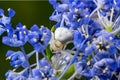 White crab spider, Misumena vatia, waiting inside the purple flowers of the garden shrub Californian Lilac, ceanothus thyrsiflorus Royalty Free Stock Photo