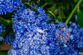 White crab spider, Misumena vatia, waiting inside the purple flowers of the garden shrub Californian Lilac, ceanothus thyrsiflorus Royalty Free Stock Photo