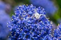 White crab spider, Misumena vatia, waiting inside the purple flowers of the garden shrub Californian Lilac, ceanothus thyrsiflorus Royalty Free Stock Photo