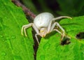 White Crab Spider - Misumena vatia waiting for its prey.