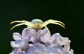 White Crab Spider Misumena vatia Royalty Free Stock Photo