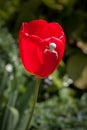 White Crab spider (misumena vatiaon) on red tulips in an english Royalty Free Stock Photo