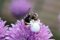 A white Crab Spider, Misumena Vatica