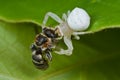 A white crab spider with prey - a bee