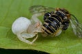 A white crab spider with prey - a bee