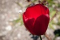 White Crab spider on a red tulip in an english garden Royalty Free Stock Photo