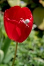 White Crab spider on a red tulip in an english garden Royalty Free Stock Photo