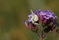 A white Crab Spider, Thomisidae, Misumena vatia, perched on a flower waiting for its prey to land on the flower and nectar. Royalty Free Stock Photo