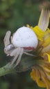 white crab spider on a yellow flower Royalty Free Stock Photo