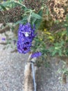 A White Crab Spider awaits a passing meal!