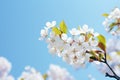 White crabapple blossoms against blue sky, closeup. Spring background Royalty Free Stock Photo