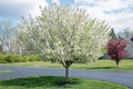 White Crabapple Tree in Full Bloom in Springtime