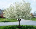 White Crabapple Tree in Full Bloom Royalty Free Stock Photo