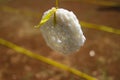 A white cracker hanging on a yellow raffia rope with defocused background. Royalty Free Stock Photo