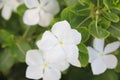White Cranberry bush flower