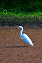 White Crane